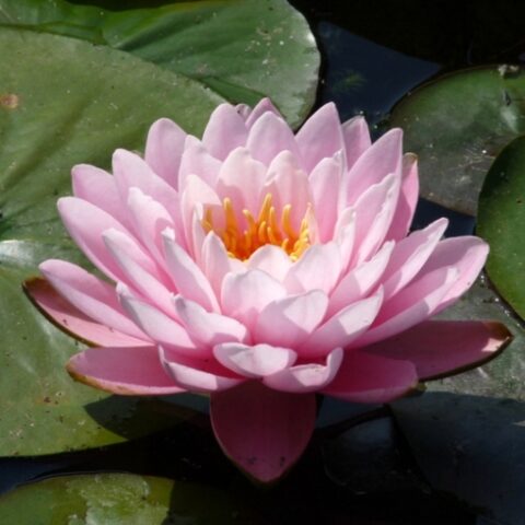 Nymphaea "Peter Slocum" (Ninfea)