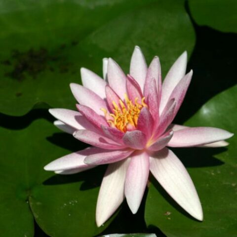 Nymphaea "Starburst" (Ninfea)