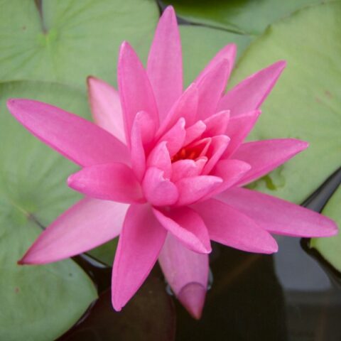 Nymphaea hybrida ro "Rose Arey" GM (Ninfea)