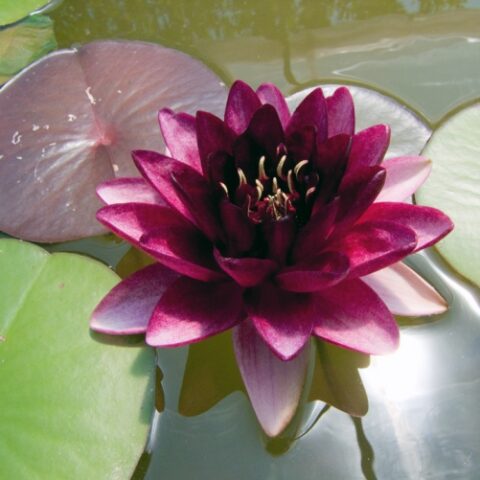 Nymphaea "Almost Black" (Ninfea)
