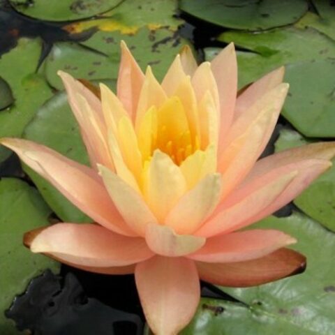 Nymphaea "Barbara Davies" (Ninfea)
