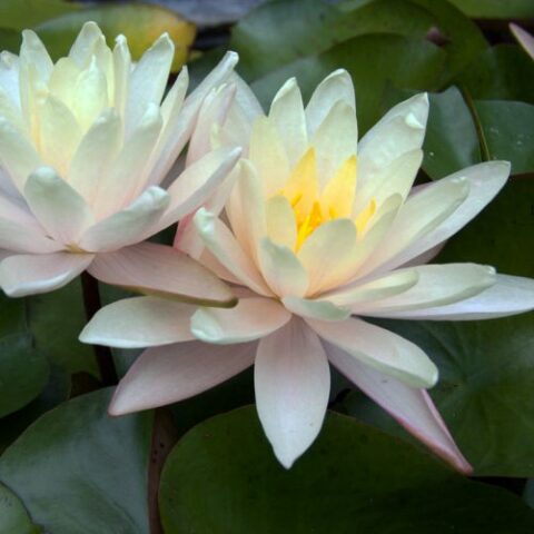 Nymphaea "Barbara Dobbins" (Ninfea)