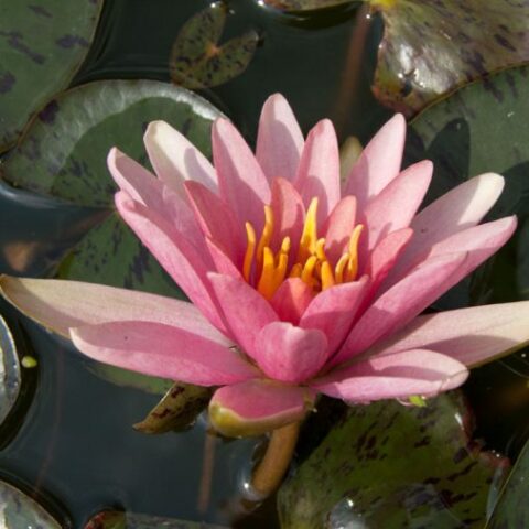 Nymphaea "Little Sue" (Ninfea)