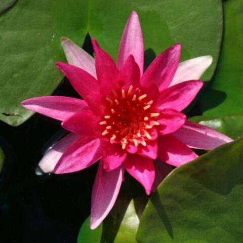 Nymphaea "Gloriosa" (Ninfea)