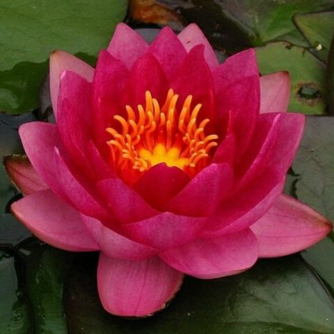 Nymphaea "James Bridon" (Ninfea)