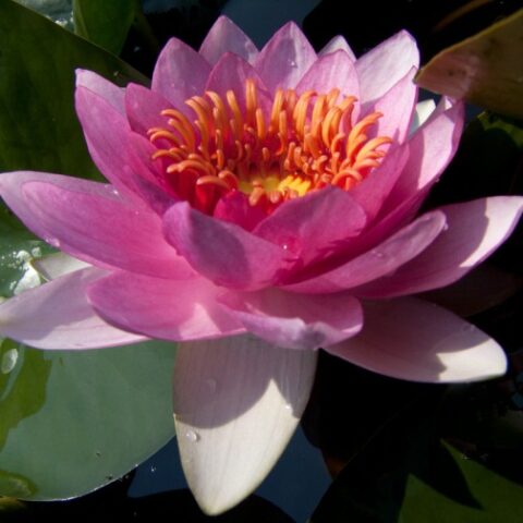 Nymphaea "James Hudson" (Ninfea)