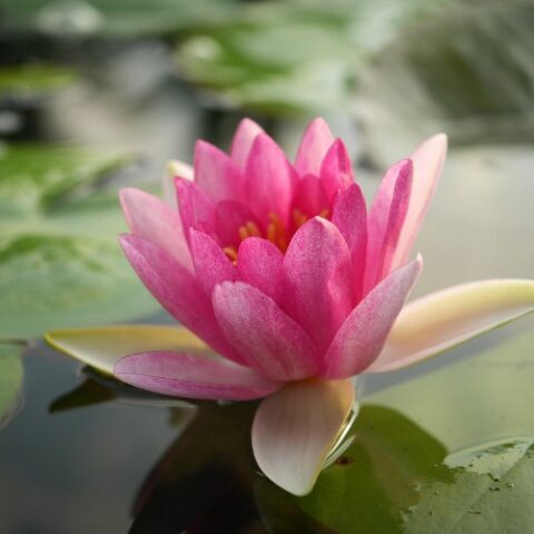 Nymphaea "Masaniello" (Ninfea)