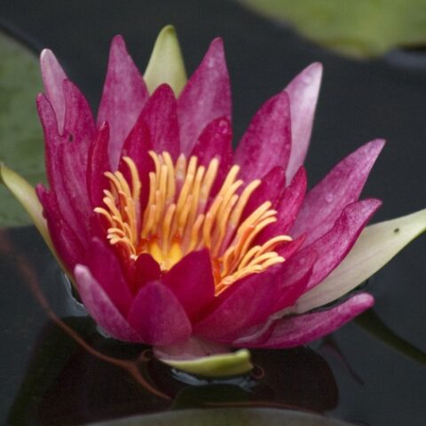 Nymphaea "Newton" (Ninfea)