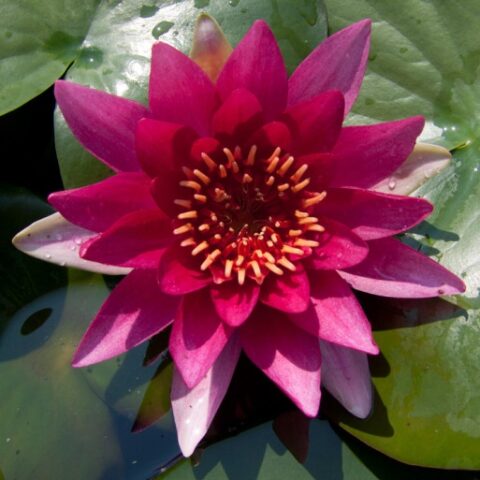 Nymphaea hybrida rs "William Falconer" GM (Ninfea) [Vaso 14cm]