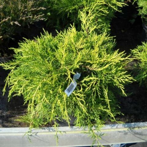 Juniperus chinensis "Armstrong Gold" (Ginepro cinese) [Vaso 18cm]