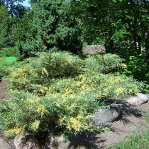 Juniperus chinensis "Blue and Gold" (Ginepro cinese) [Vaso 24cm]