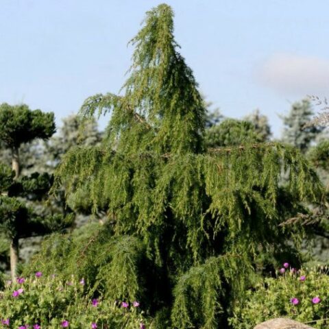 Juniperus communis "Oblonga Pendula" (Ginepro comune) [Vaso 24cm]