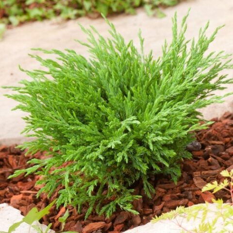 Juniperus horizontalis "AndorraCompacta" (Ginepro) [Vaso 17cm]