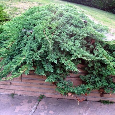 Juniperus procumbens "Nana" (Ginepro) [Vaso 18cm]
