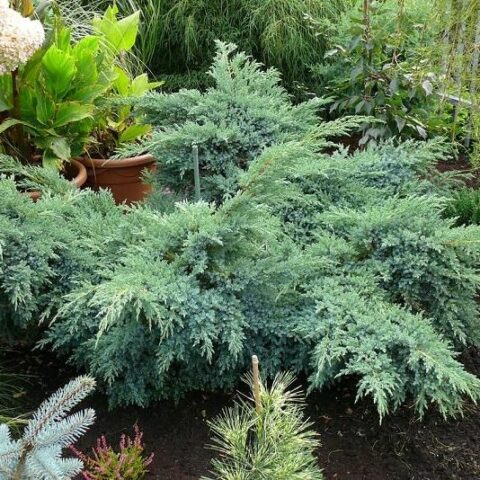 Juniperus squamata "Blue Swede" (Ginepro) [Vaso 24cm]
