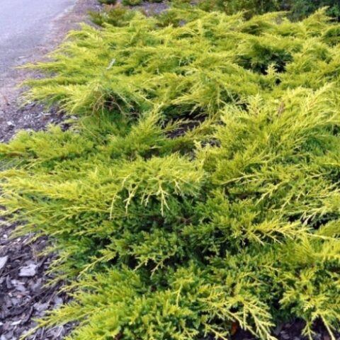 Juniperus x pfitzeriana "Gold Star" (x media) (Ginepro) [Vaso 18cm]