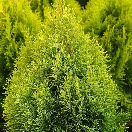 Thuja occidentalis "Golden Smaragd" (Tuia)