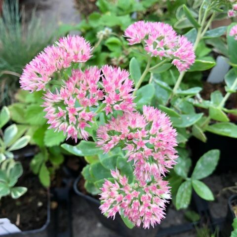 Sedum hybridum "Autumn Joy" [Vaso 8/10cm]