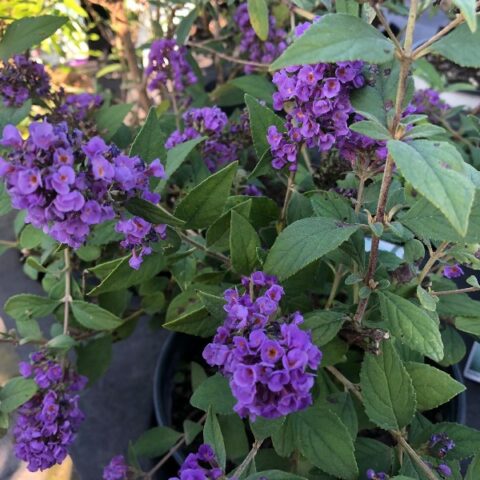 Buddleja davidii "Blue Chip" [Vaso 18cm]
