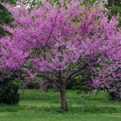 Cercis var. texensis "Oklahoma" [H. 150 cm.]