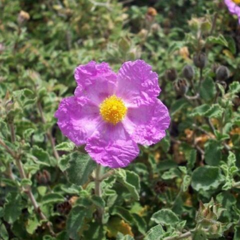 Cistus incanus (Cisto) [Vaso 18cm]