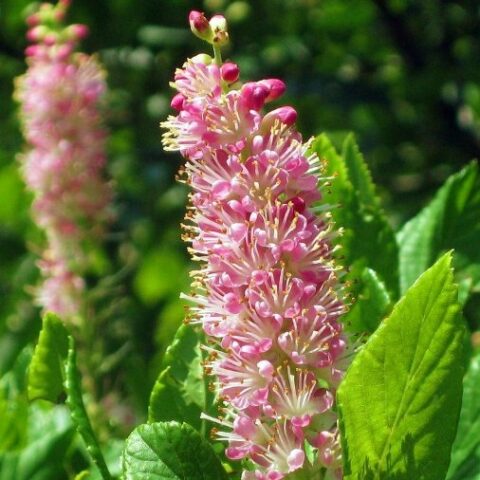 Clethra alnifolia "Pink Spire" [Vaso 15cm]