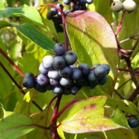 Cornus amomum "Blue Cloud" [Vaso 18cm]