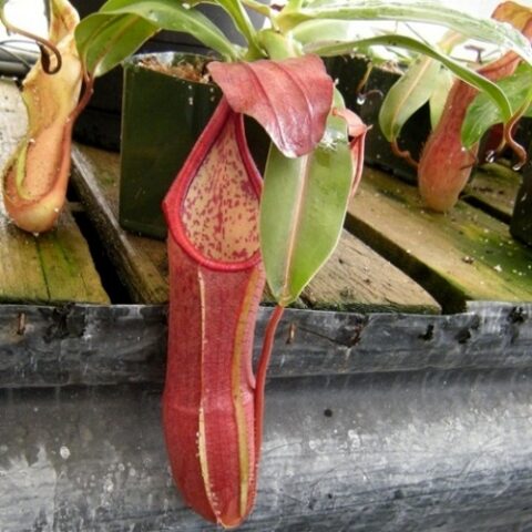 Nepenthes sanguinea (Carnivora) [Vaso 8,5cm]