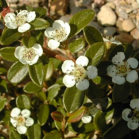 Cotoneaster dammeri "Skogholm" [Vaso 18cm]