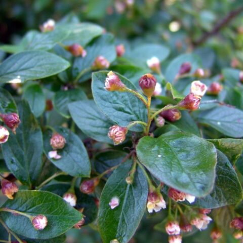 Cotoneaster lucidus [Vaso 18cm]