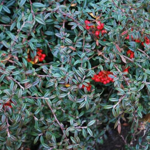 Cotoneaster salicifolius "Repens Gnom" [Vaso 18cm]