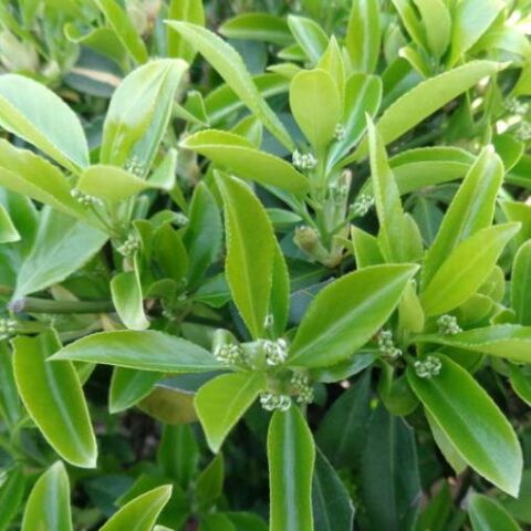 Euonymus fortunei "Dart's Blanket" (Evonimo) [Vaso 18cm]