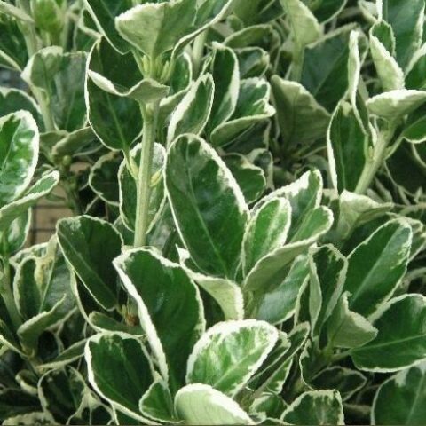 Euonymus japonicus "Kathy" (Evonimo del Giappone) [Vaso 18cm]