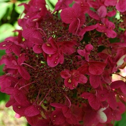 Hydrangea paniculata "Wim's Red" (Ortensia) [Vaso 18cm]