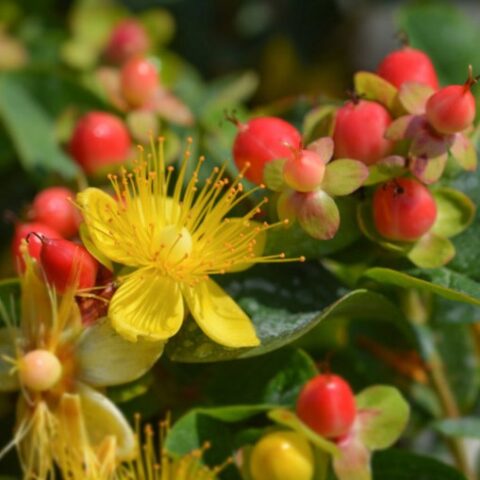 Hypericum x inodorum "Elstead" [Vaso 14cm]