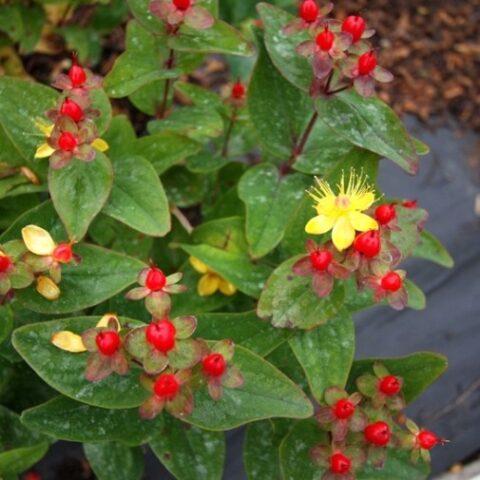 Hypericum x inodorum "Magical Red Flame"