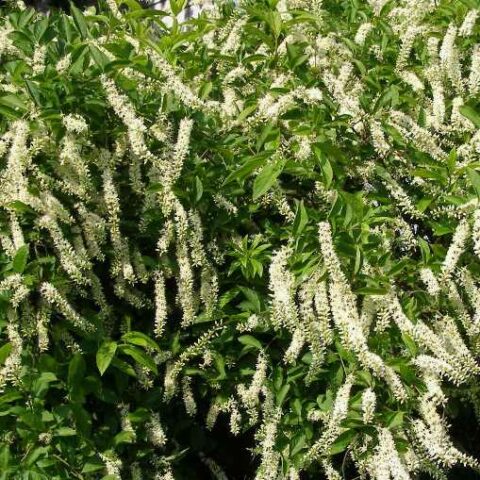Itea virginica "Merlot" [Vaso 18cm]