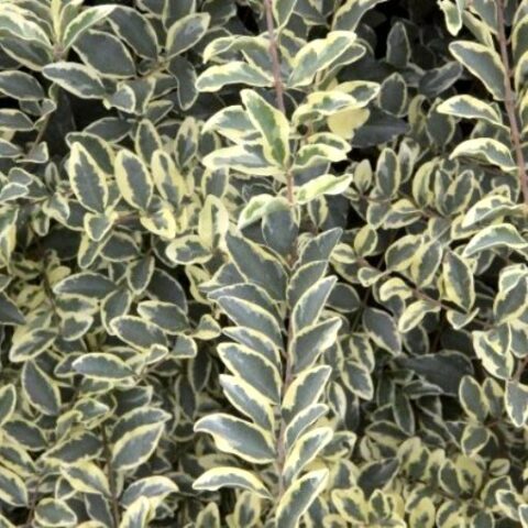 Ligustrum Ibota "Musli Muster" (Ligustro) [Vaso 18cm]