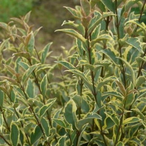 Ligustrum japonicum "Arlequin" (Ligustro) [Vaso 18cm]