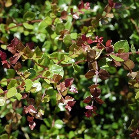 Lonicera nitida "Red Tips" [Vaso 19cm]
