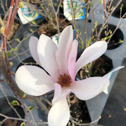 Magnolia stellata "George Henry Kern" [Vaso 23cm]