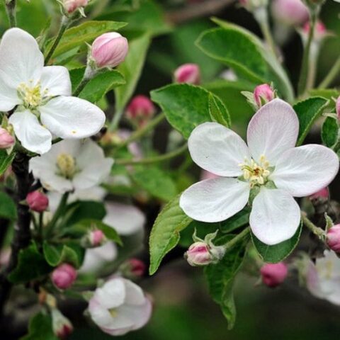 Malus "New York" (Melo da fiore) [Vaso 26cm]