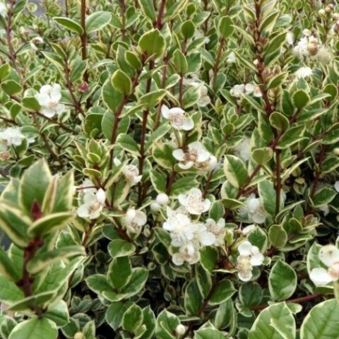 Myrtus communis "Variegata" (Mirto) [Vaso 18cm]