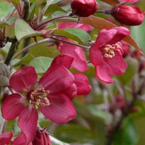 Malus "Nicoline" (Melo da fiore) [Vaso 26cm]