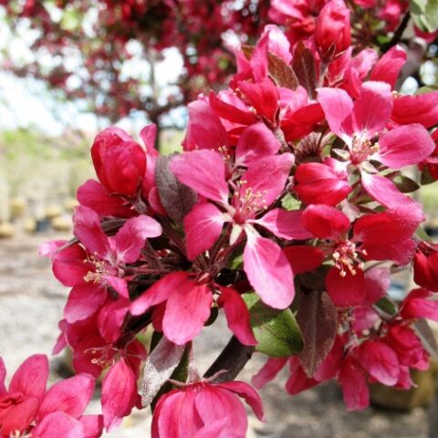 Malus "Profusion" (Melo da fiore) [H. 90+ cm.]