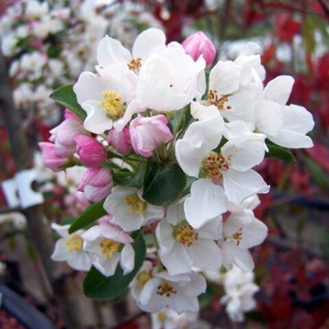 Malus "Red Sentinel" (Melo da fiore) [Vaso 24cm]