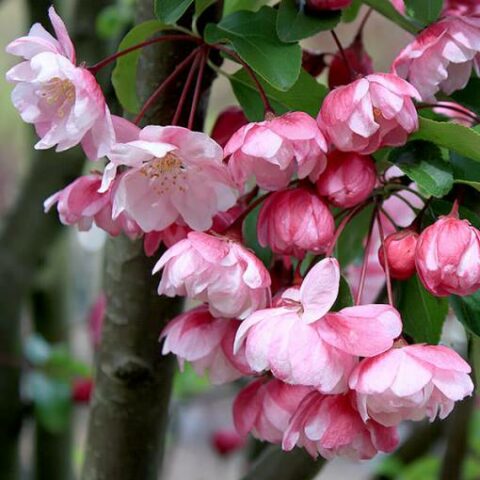Malus "Van Eseltine" (Melo da fiore) [Vaso 26cm]