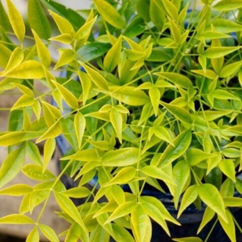 Nandina domestica "Brightlight" [Vaso 18cm]