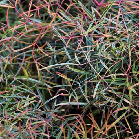 Nandina domestica "Filamentosa" [Vaso 19cm]
