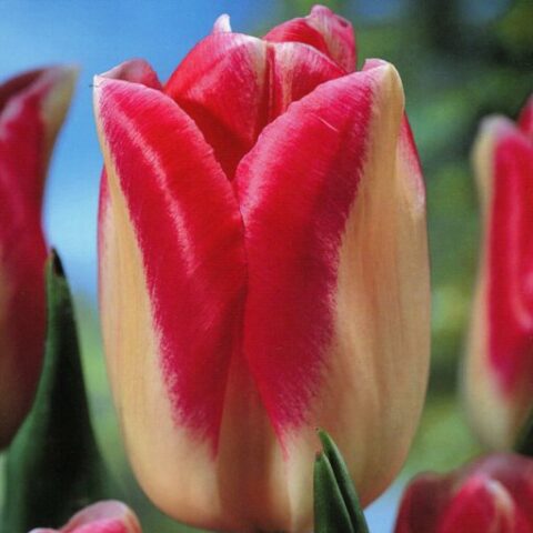 Tulipano Akela (5 BULBI)